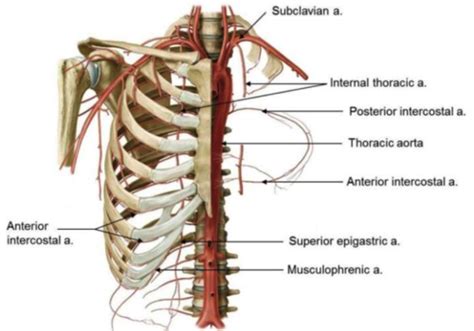 Cardio Block Flashcards Quizlet