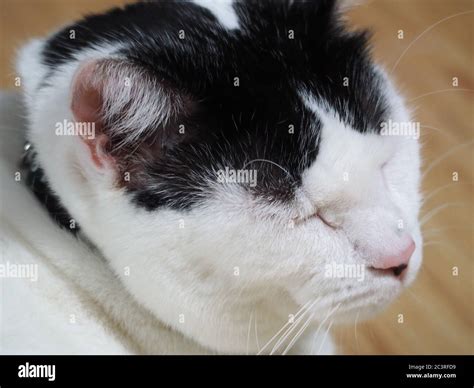 White Eye Markings Hi Res Stock Photography And Images Alamy