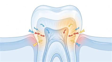 protein gel regrows tooth enamel human trials