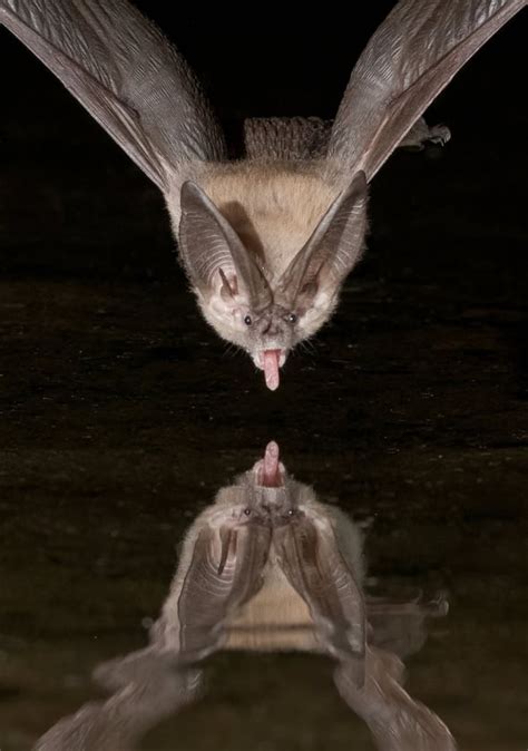 Brown Long Eared Bat Blowing A Raspberry Focusing On Wildlife