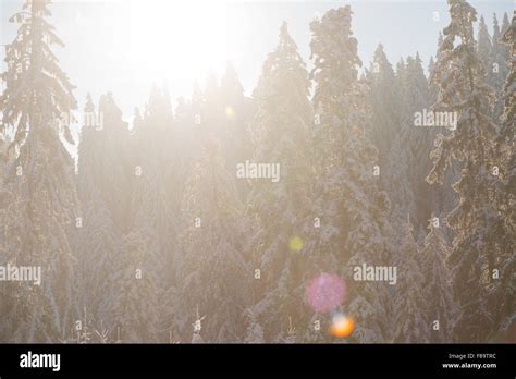 Winter Sunset Pine Tree Forest Background Covered With Fresh Snow