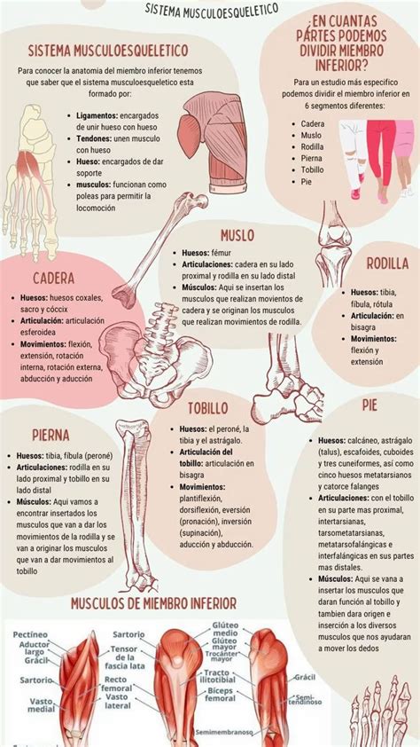 Anatomía del miembro inferior miembro inferior medicina instrumentación