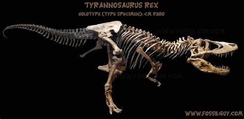 Everything You Wanted To Know About Tyrannosaurus Rex The Complete