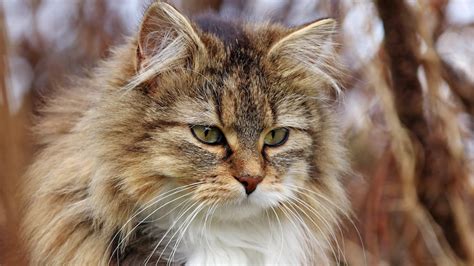 ideal cat breed   zodiac sign