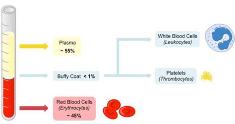 Anatomy And Physiology Unit Quiz Flashcards Quizlet