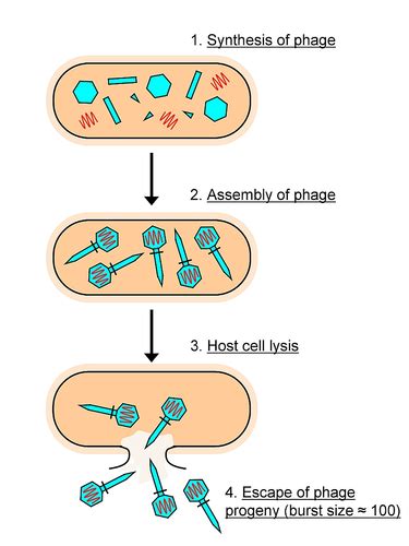 Biology Exam I Flashcards Quizlet