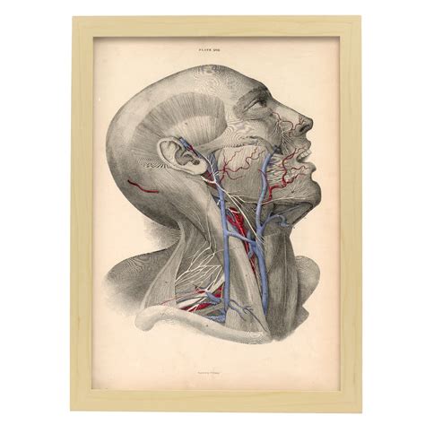 Nacnic Affiche De Dissection De Tête Décoratives De L anatomie Et De La