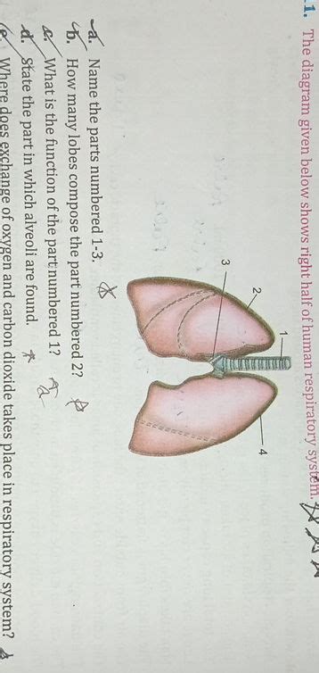 The Diagram Given Below Shows Right Half Studyx