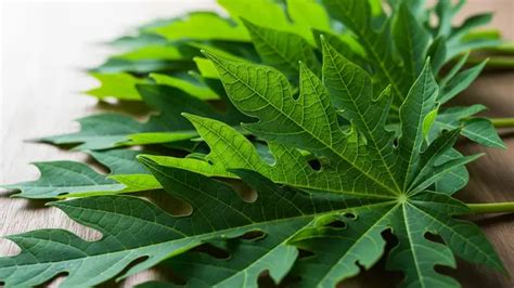 membasmi ulat grayak  merusak daun kangkung secara alami
