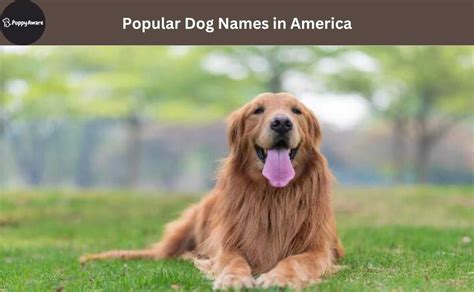 popular dog names  america puppy aware
