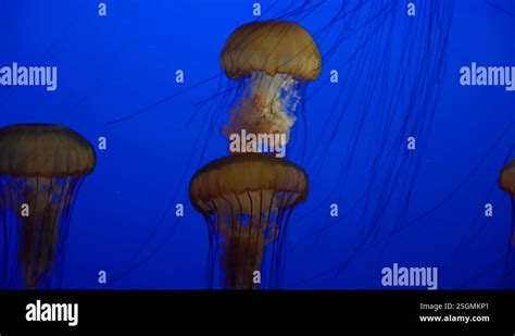 Person Taking Photo Of Jellyfish Monterey Bay Aquarium Stock Video