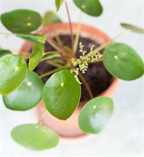 Pilea Peperomioides Con Flores Conocida Como Planta De Dinero China