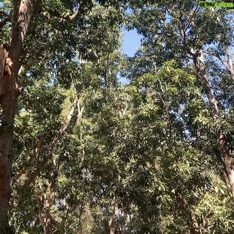 Dread Hot Gethu Cinema