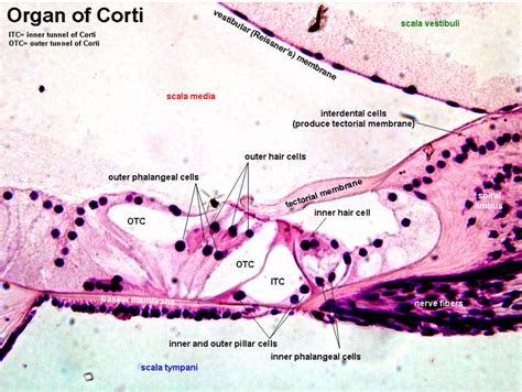 Ear | histology