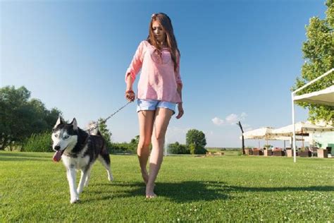 Dog Walker O Acompanhante De Caminhada Para Cães Cachorrogato