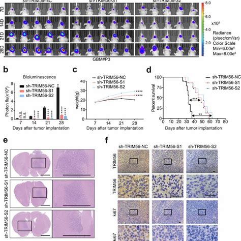 TRIM56 Promotes Malignant Progression Of Glioma In Vivo A B In Vivo