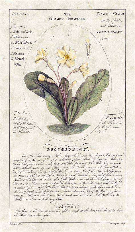 Circle Botanicals Common Primrose - Interior Elements