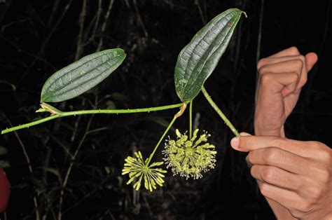 Smilax Luzonensis Smilacaceae Image At Phytoimages Siu Edu