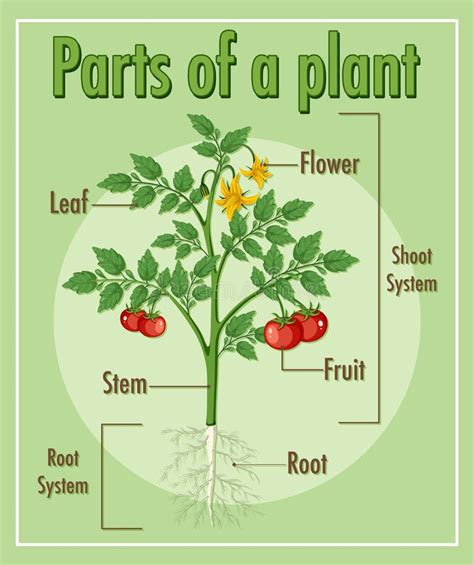 Diagram Showing Parts of a Plant Stock Vector - Illustration of flower ...