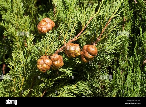 Italian Cypress Cupressus Sempervirens Branch With Cones Stock Photo