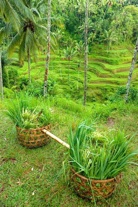 Amazing Rice Terrace Field, Ubud, Bali, Indonesia Stock Image - Image ...