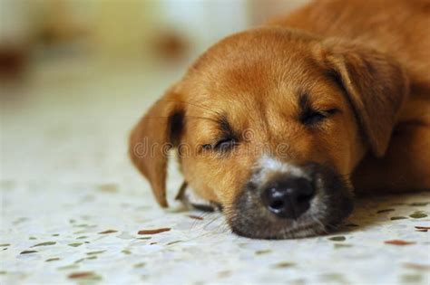 Cute Puppy Sleeping stock photo. Image of home, peaceful - 2546302