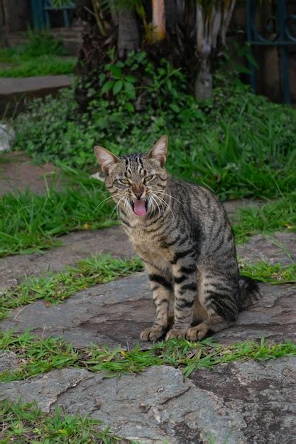 Premium Photo Vertical Shot Of A Stray Tabby Cat Yawning While