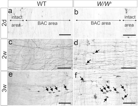 Nadph Diaphorase Staining Using Whole Mount Preparations After Bac