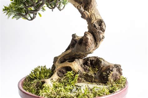 Zdjęcie 3 6 w aranżacji Sztuczne drzewko bonsai zokei drzewko