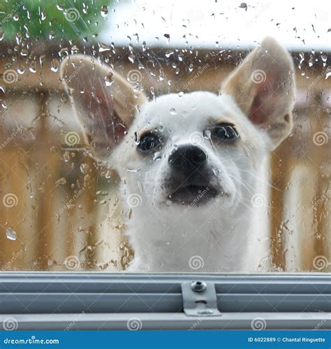 How Much is that Doggy in the Window Stock Image - Image of nose