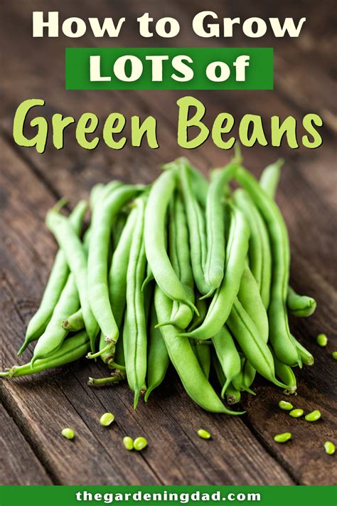 Easy Tips Growing Green Beans From Seed Artofit