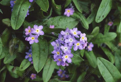 Myosotis alpestris. - Stock Image - B824/0248 - Science Photo Library