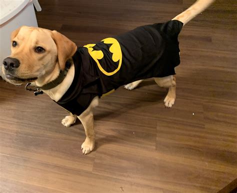 Batdog Batman Costume For Your Dog Pet Halloween Costumes Bat