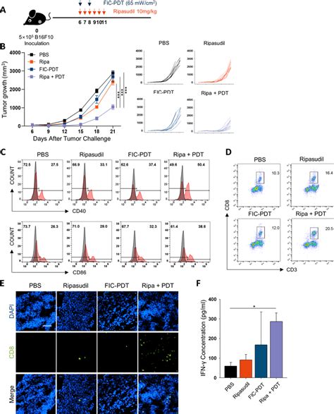 Evaluation Of Antitumor Efficacy And Immune Response In Vivo After