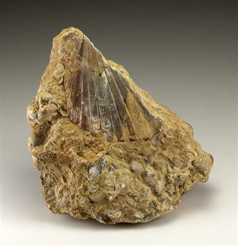 Marine Fossils in Mudstone - Minerals For Sale - #3332707