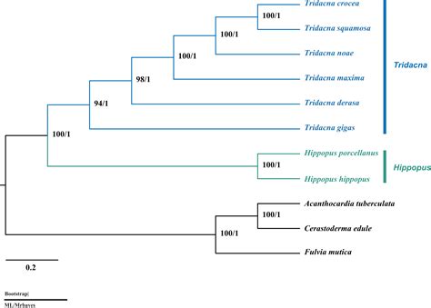 Frontiers Molecular Phylogeny And Divergence Time Estimates For