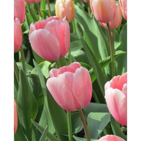 Tulip Pink Impression Bulb | Peter Nyssen | Buy Flower Bulbs and Plants ...