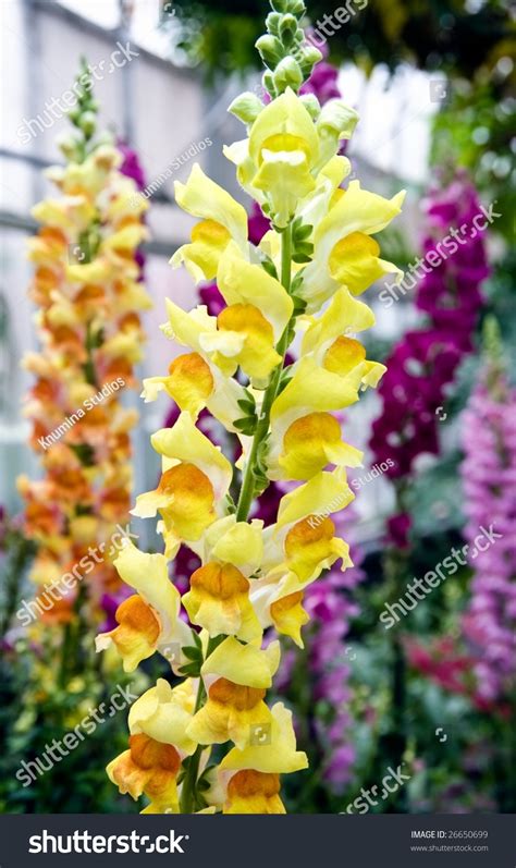 Snap Dragon Flowers Full Bloom Stock Photo 26650699 Shutterstock