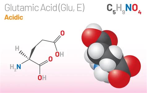 Glutamic Acid Glu E Amino Acid Molecule Chemical Formula C H No