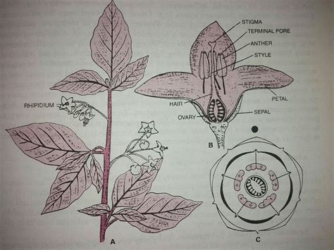 solanaceae family floral diagram