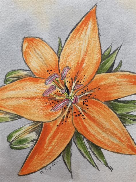 Original Wall Art Painting Orange Lily Line & Wash - Etsy