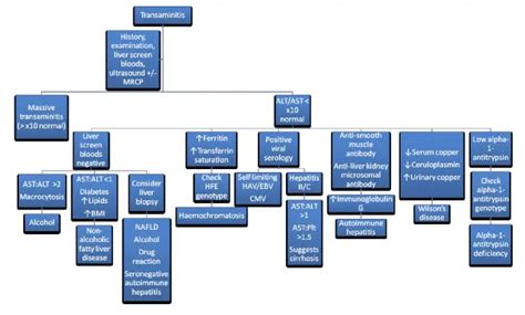 Top Causes Of Elevated Liver Enzymes Ast Alt