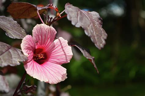 Red Leaf Hibiscus Photograph by Aimee L Maher ALM GALLERY - Fine Art ...