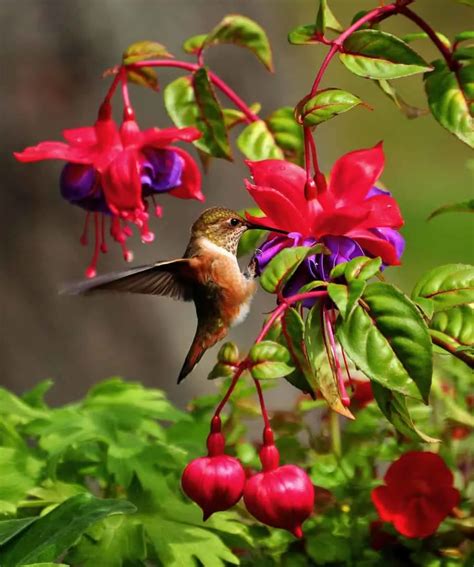 Hummingbird Garden: What to Plant to Attract Hummingbirds to your Yard