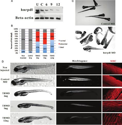 Hnrpdl Knockdown In Zebrafish A Western Blot Confirming A