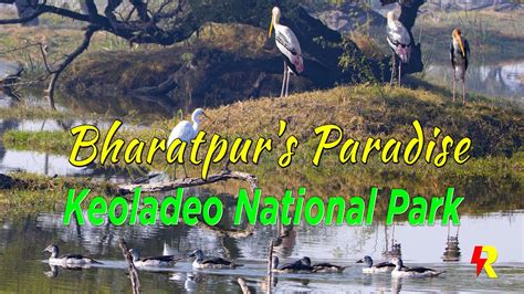 Bharatpur Bird Sanctuary | Keoladeo National Park | 4K | Bharatpurs