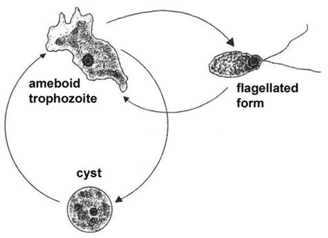 Naegleria Fowleri Encyclopedia Article Citizendium