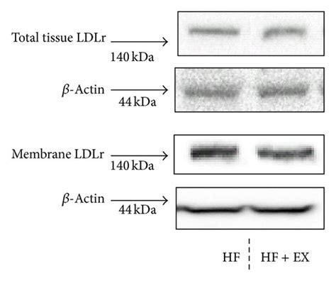 Hepatic Ldlr Expression In C Bl Mice Assigned To A High Fat Hf Or