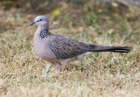 Spotted Dove Birds In Backyards