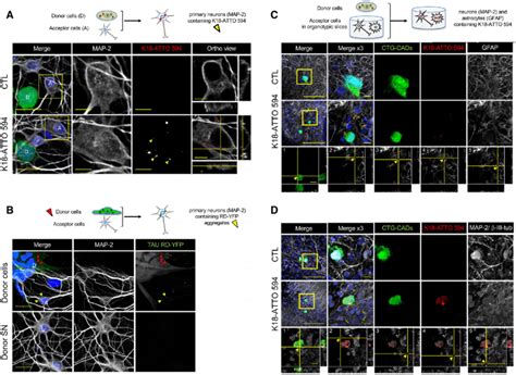 Transfer Of Tau Fibrils To Neurons And Organotypic Hippocampal Slices